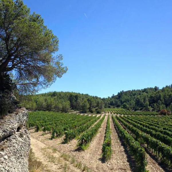 Domaine Hauvette - Dominique Hauvette