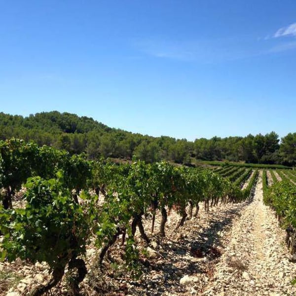 Domaine Hauvette - Dominique Hauvette