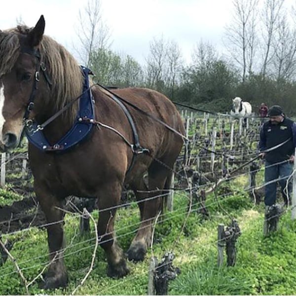 Domaine Léandre-Chevalier - DLC - L'Homme-Cheval - Dominique Léandre-Chevalier & Reto Erdin