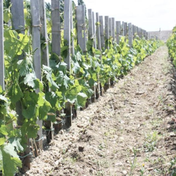 Domaine Léandre-Chevalier - DLC - L'Homme-Cheval - Dominique Léandre-Chevalier & Reto Erdin