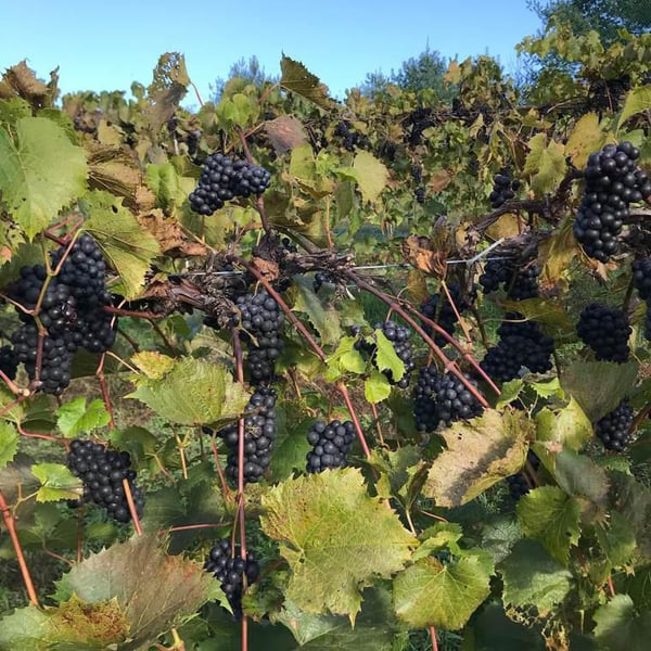 Montpelier Vineyards - Douglas Becker