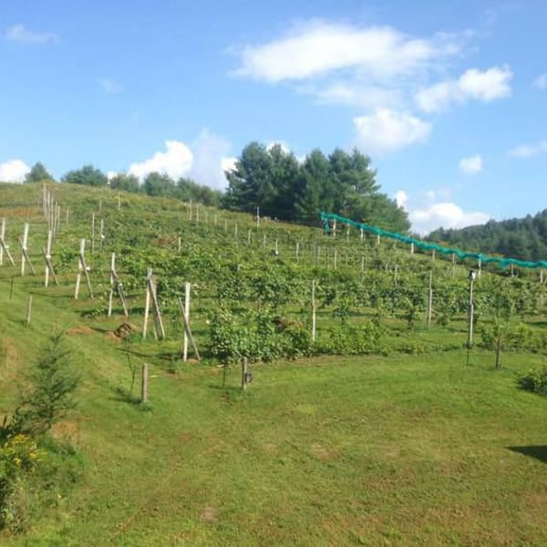 Montpelier Vineyards - Douglas Becker