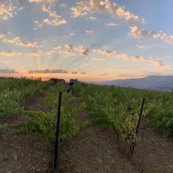 Mersel Wine - Eddie Chami