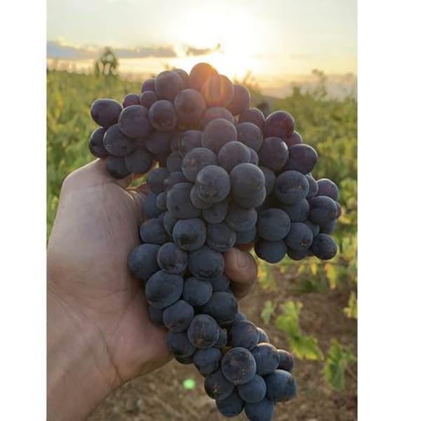 Mersel Wine - Eddie Chami