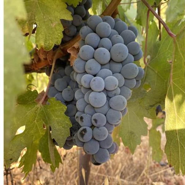 Mersel Wine - Eddie Chami