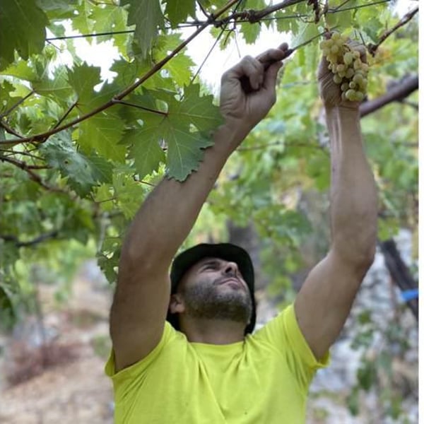 Mersel Wine - Eddie Chami