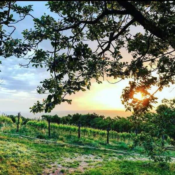 Azienda Agricola Ananda - Edoardo Sacchetto