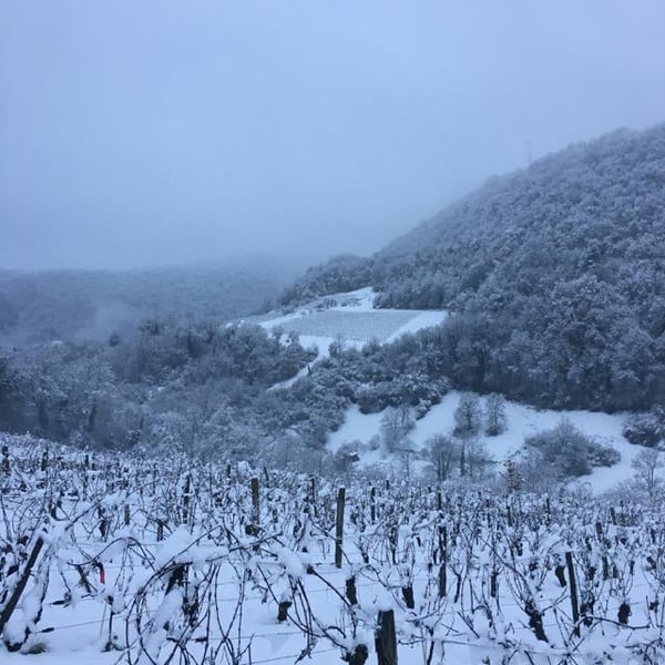 Domaine des Sonnettes - Sonshine Vins - Edouard Gouyette & Lisanne van Son