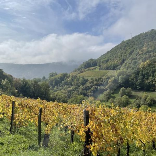 Domaine des Sonnettes - Sonshine Vins - Edouard Gouyette & Lisanne van Son