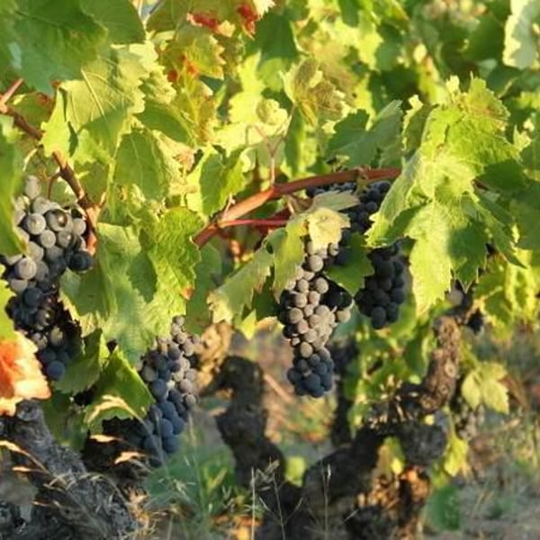 Domaine Le Bout du Monde - Edouard Laffitte
