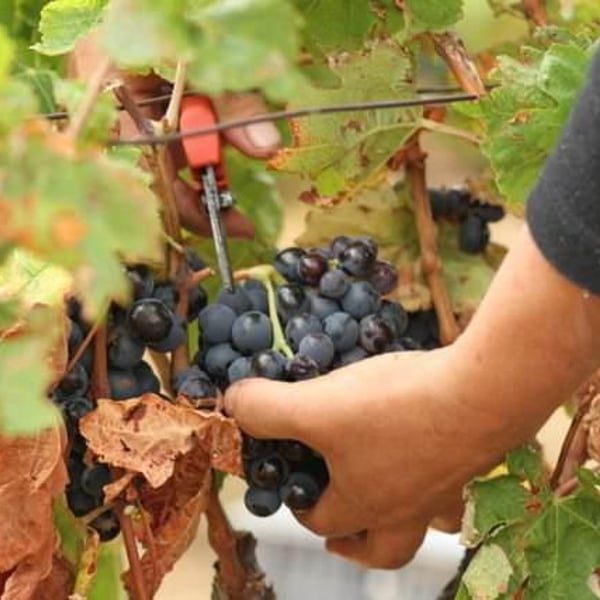 Domaine Le Bout du Monde - Edouard Laffitte