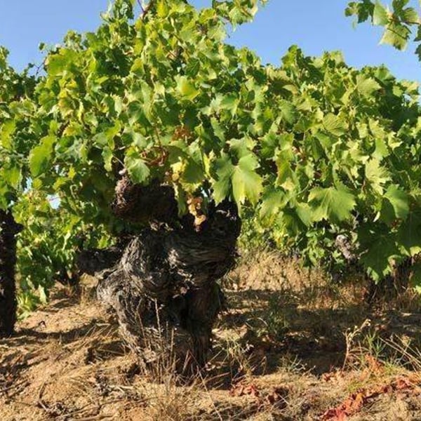 Domaine Le Bout du Monde - Edouard Laffitte