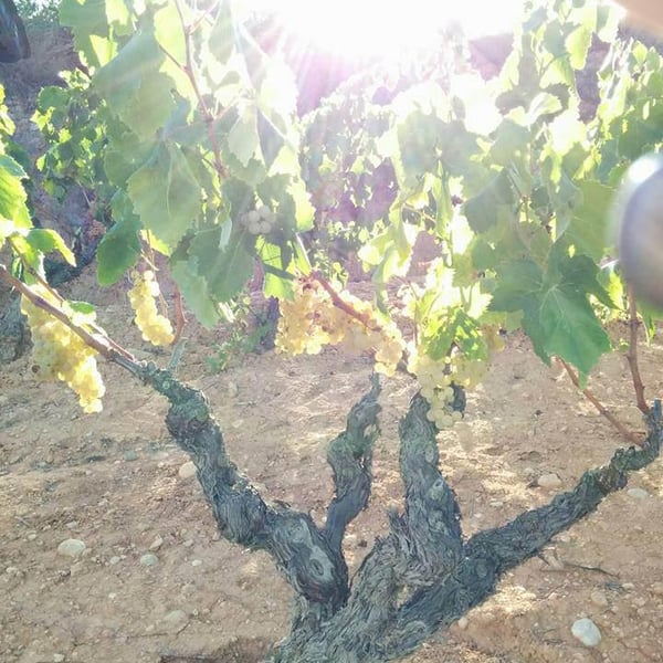 Celler Sanromà - Eduard Sanromà
