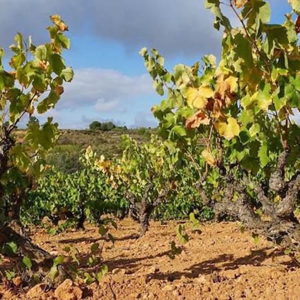 Celler Sanromà - Eduard Sanromà