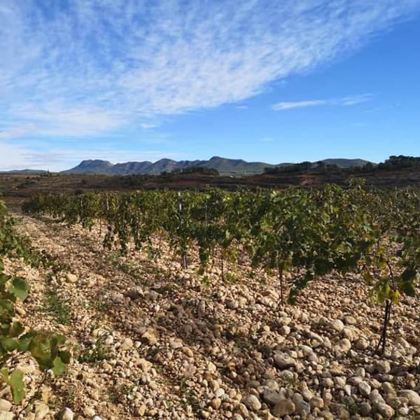 Celler Sanromà - Eduard Sanromà