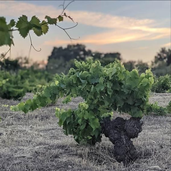 Chapi Wines - Eduardo Muñoz