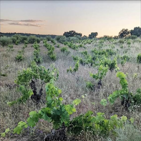 Chapi Wines - Eduardo Muñoz