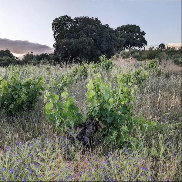 Chapi Wines - Eduardo Muñoz