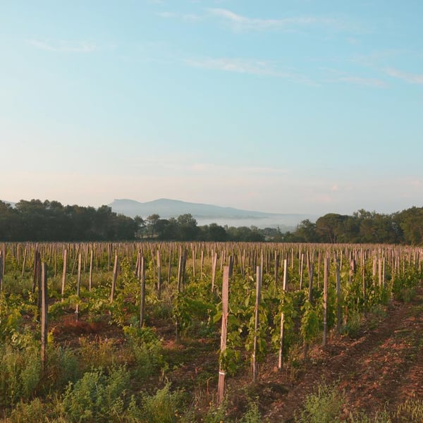 Domaine de Cassagnas - Ekaterina de Cazenove
