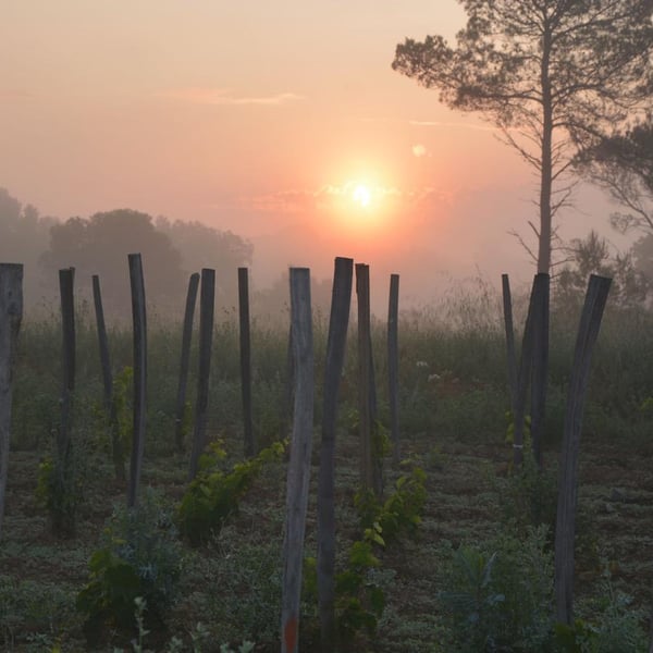Domaine de Cassagnas - Ekaterina de Cazenove
