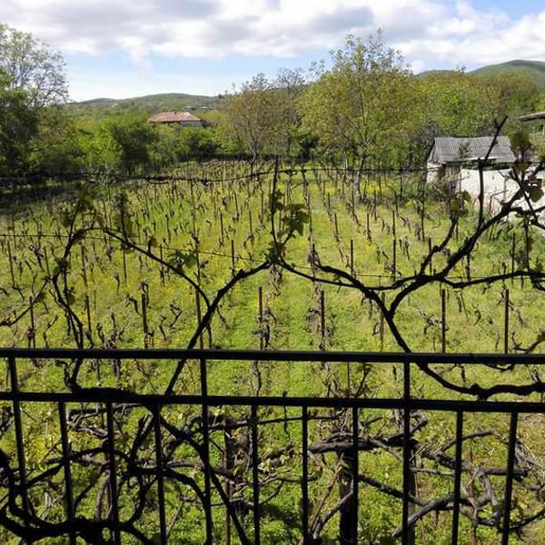 Goderdzishvili family cellar - Elguja Goderdzishvili