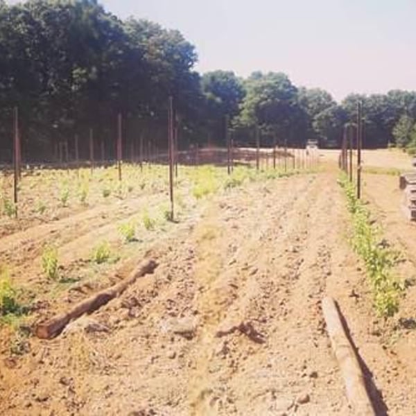 Elisa Cortese, Giovanni Adua