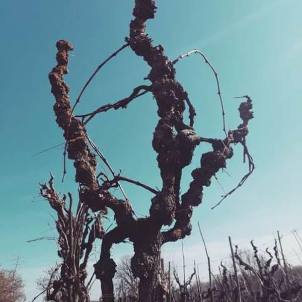 Elisa Cortese, Giovanni Adua