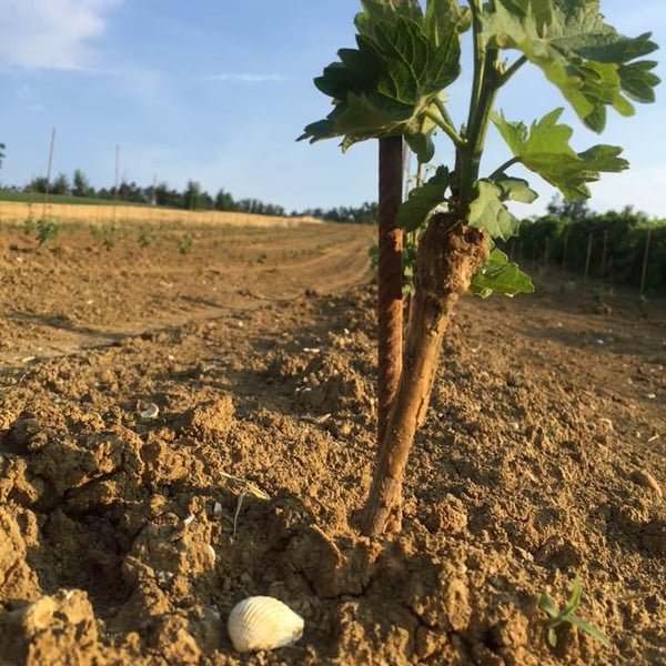 Azienda Agricola Emilio Montesissa - Elisabetta Montesissa