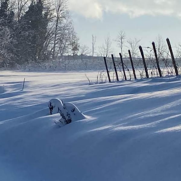 Elisabetta Montesissa