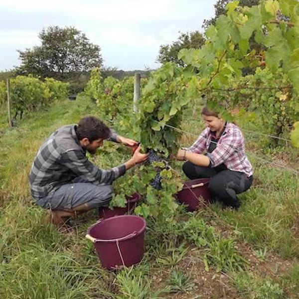 Vignes De L'Atrie (CLOSED) - Elise Hamant (CLOSED)