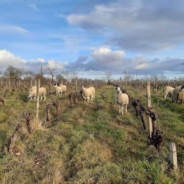 Vignes De L'Atrie (CLOSED) - Elise Hamant (CLOSED)