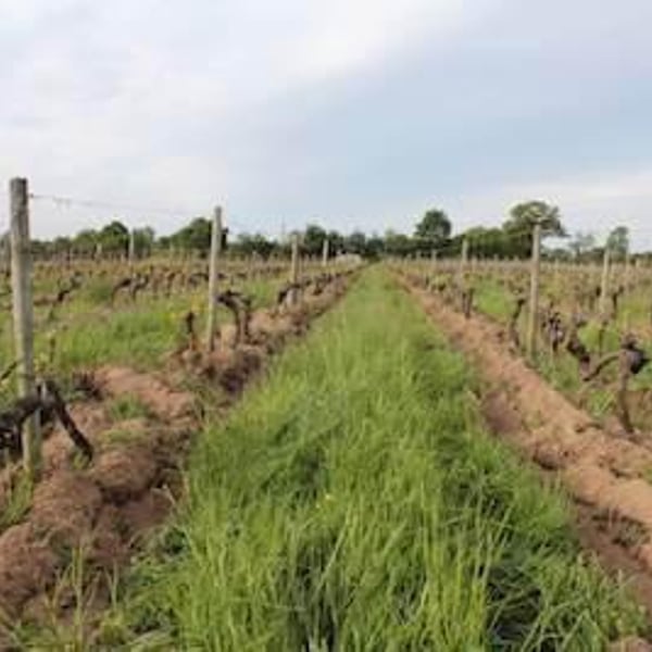 Vignes De L'Atrie (CLOSED) - Elise Hamant (CLOSED)