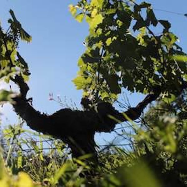 Vignes De L'Atrie (CLOSED) - Elise Hamant (CLOSED)