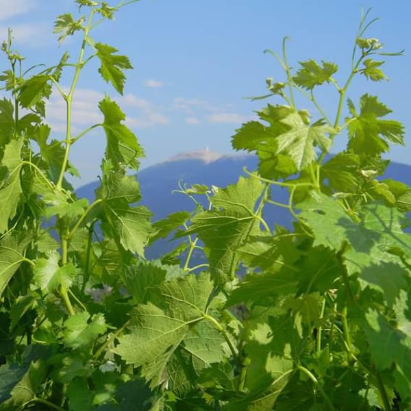 Domaine Saint-Apollinaire - Elodie Daumas