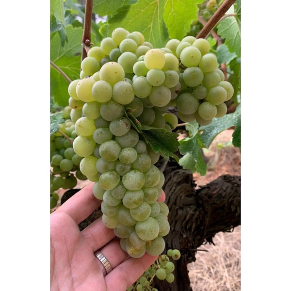 Lavinaventura Vins - Emi Gomez Ventura