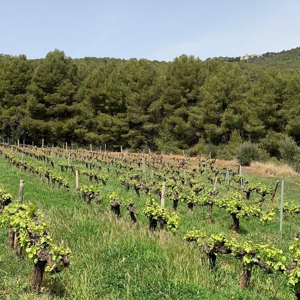 Lavinaventura Vins - Emi Gomez Ventura