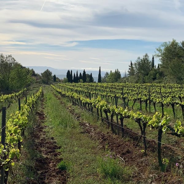 Lavinaventura Vins - Emi Gomez Ventura