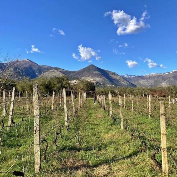 Sete - Vini Naturali - Emiliano Giorgi, Arcangelo Galuppi, Martina D’Alessio