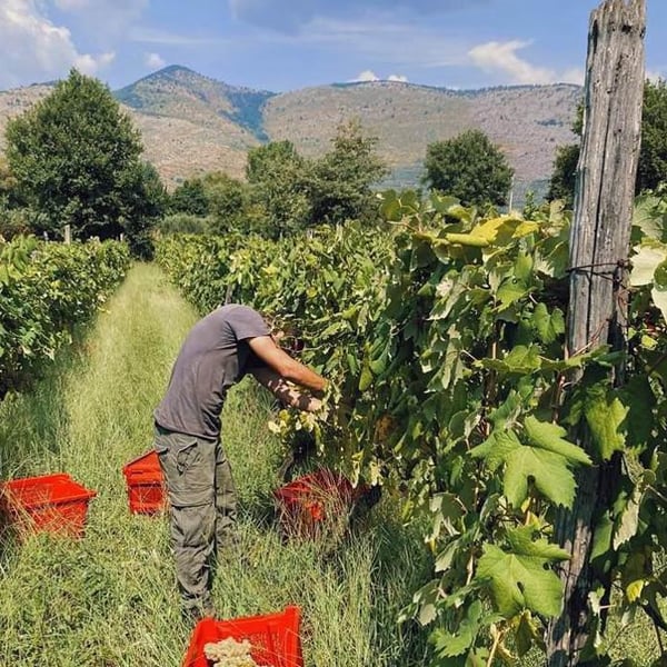 Sete - Vini Naturali - Emiliano Giorgi, Arcangelo Galuppi, Martina D’Alessio