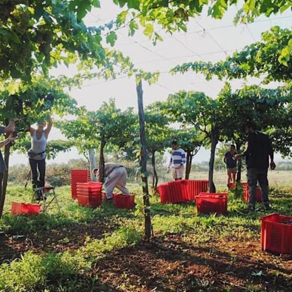 Sete - Vini Naturali - Emiliano Giorgi, Arcangelo Galuppi, Martina D’Alessio