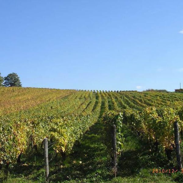 Domaine des Bodines - Emilie & Alexis Porteret