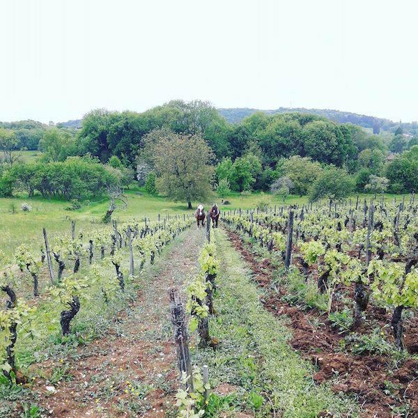 Domaine des Bodines - Emilie & Alexis Porteret