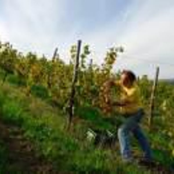 Azienda Agricola Il Pratello - Emilio Placci