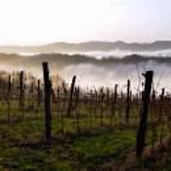 Azienda Agricola Il Pratello - Emilio Placci