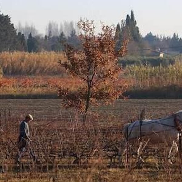 Domaine Milan - Emma, Théophile & Henri Milan