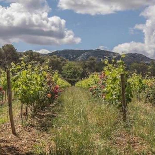 Domaine Milan - Emma, Théophile & Henri Milan