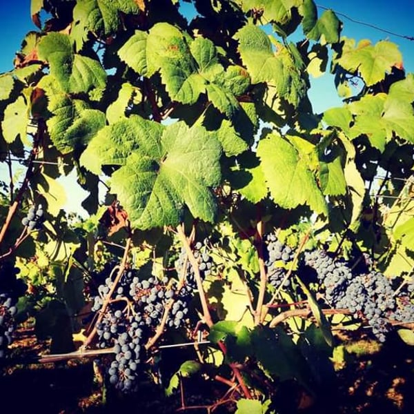 Clos Troteligotte - Emmanuel Rybinski