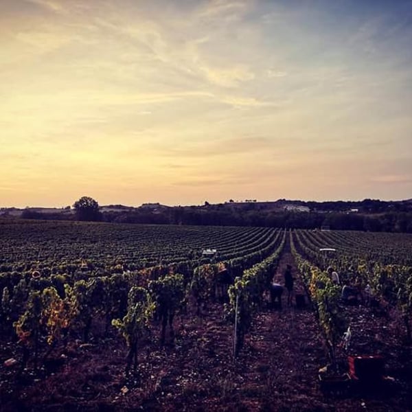 Clos Troteligotte - Emmanuel Rybinski