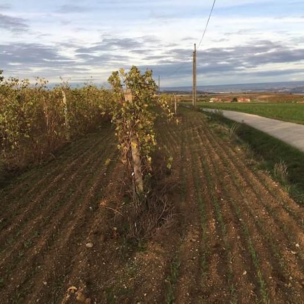 Domaine des Bardes - Emmanuel Tracol