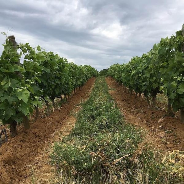 Domaine des Bardes - Emmanuel Tracol